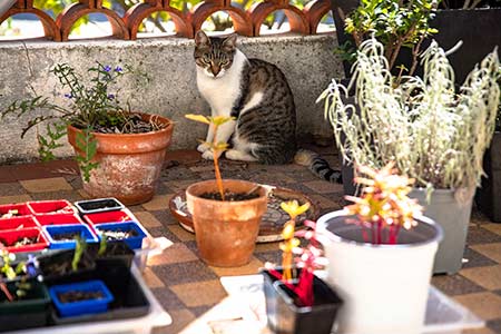 Milieu Des Pots