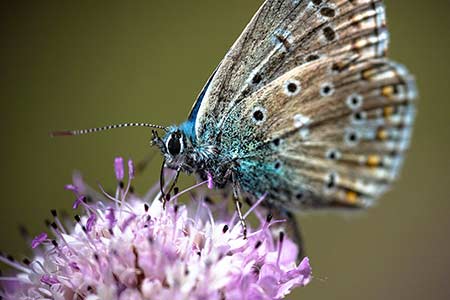 Bleu Butinant Une Scabieuse Des Champs